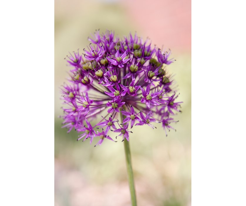 Purple Sensation Allium